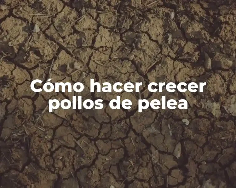 Cómo hacer crecer pollos de pelea