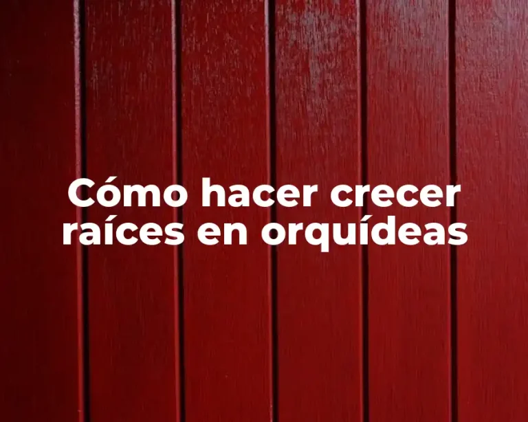 Cómo hacer crecer raíces en orquídeas