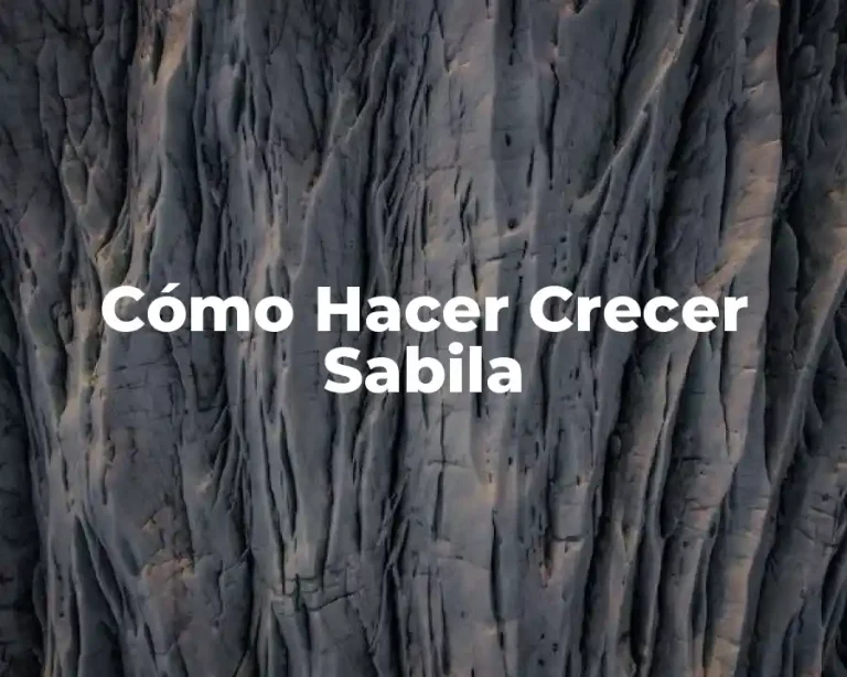 Cómo Hacer Crecer Sabila