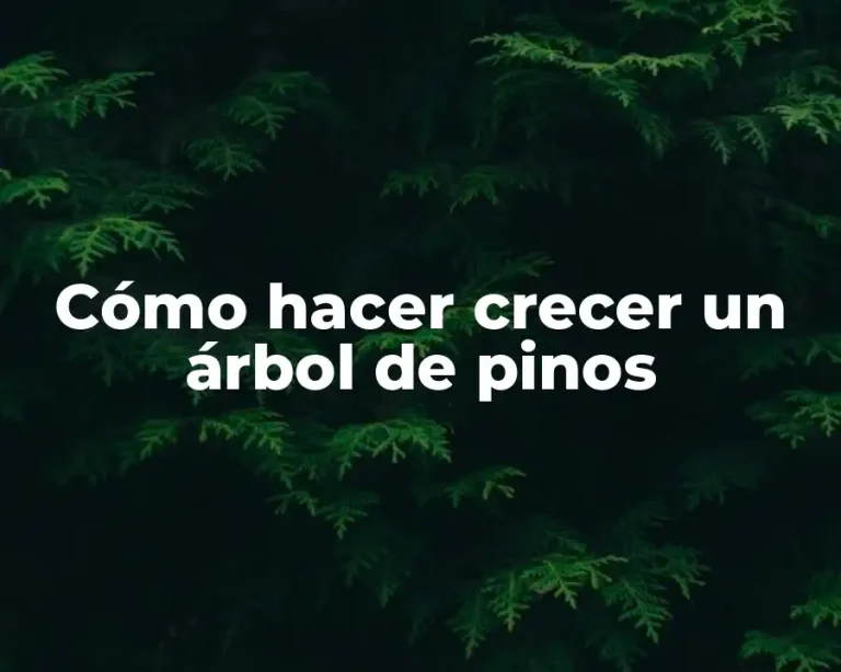 Cómo hacer crecer un árbol de pinos