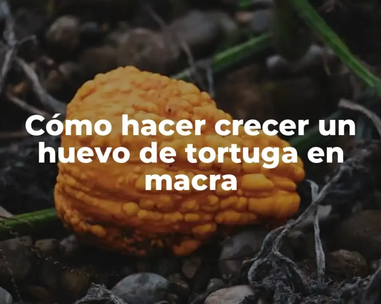 Cómo hacer crecer un huevo de tortuga en macra