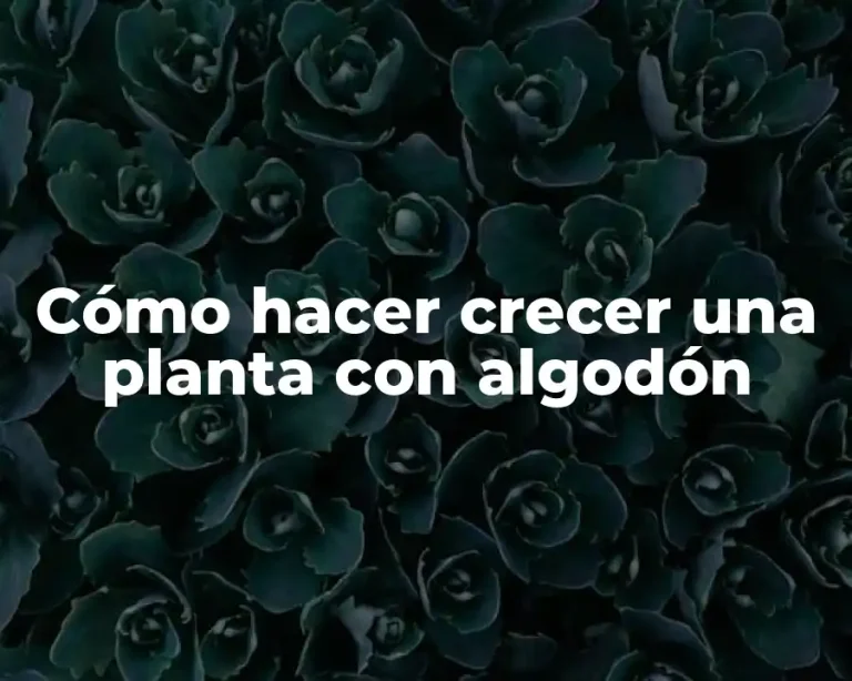 Cómo hacer crecer una planta con algodón