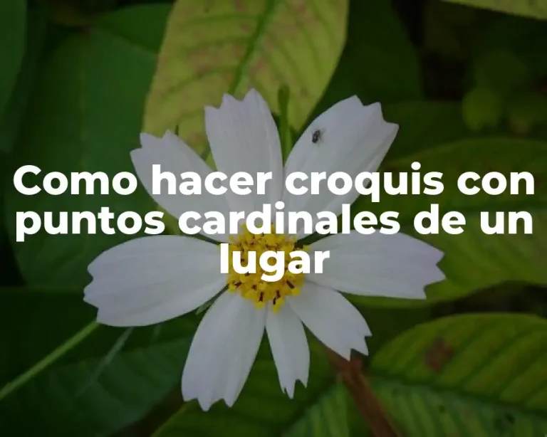 Como hacer croquis con puntos cardinales de un lugar