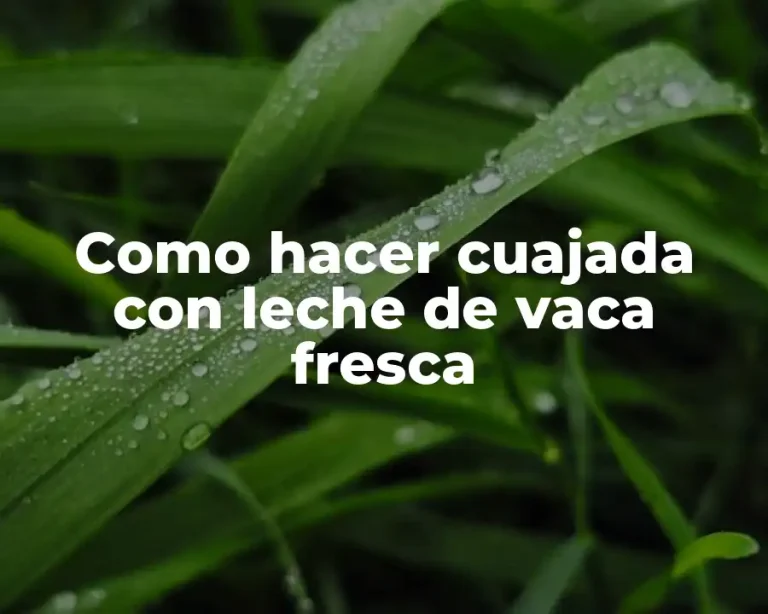 Como hacer cuajada con leche de vaca fresca