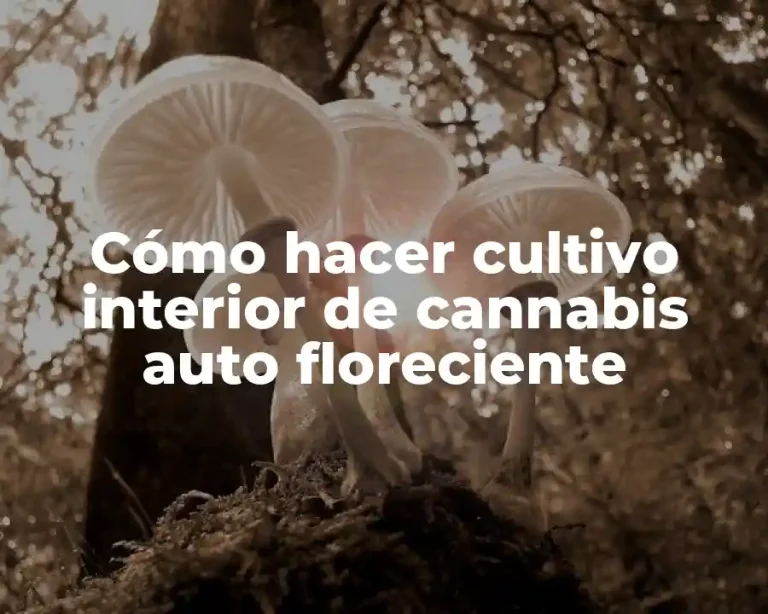 Cómo hacer cultivo interior de cannabis auto floreciente
