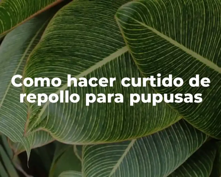 Como hacer curtido de repollo para pupusas