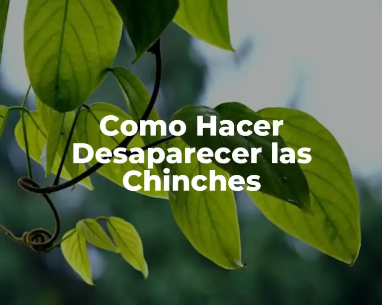 Como Hacer Desaparecer las Chinches