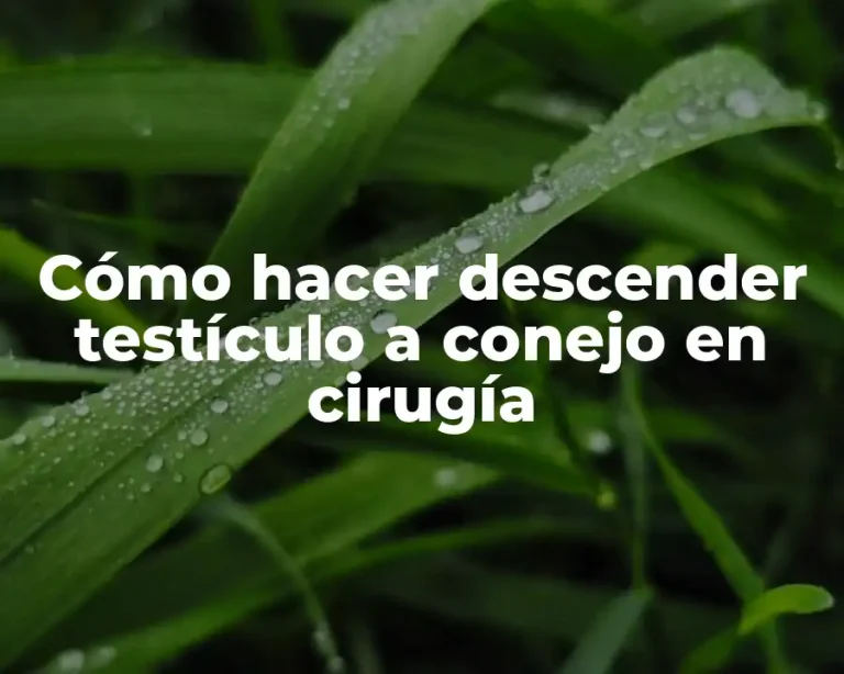Cómo hacer descender testículo a conejo en cirugía