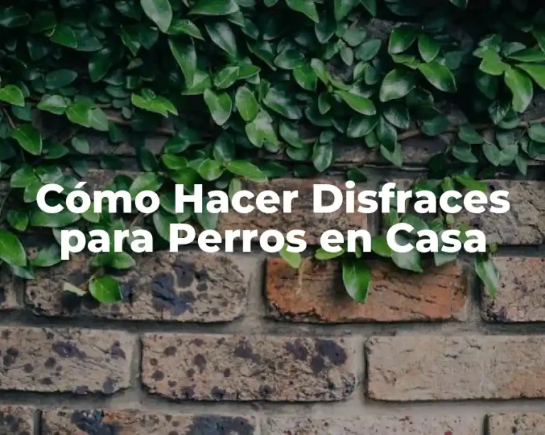 Cómo Hacer Disfraces para Perros en Casa