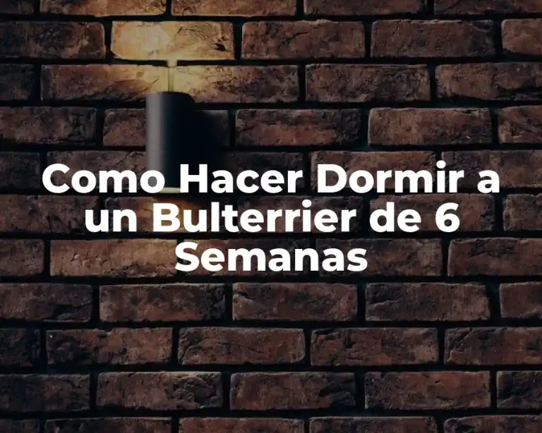 Como Hacer Dormir a un Bulterrier de 6 Semanas