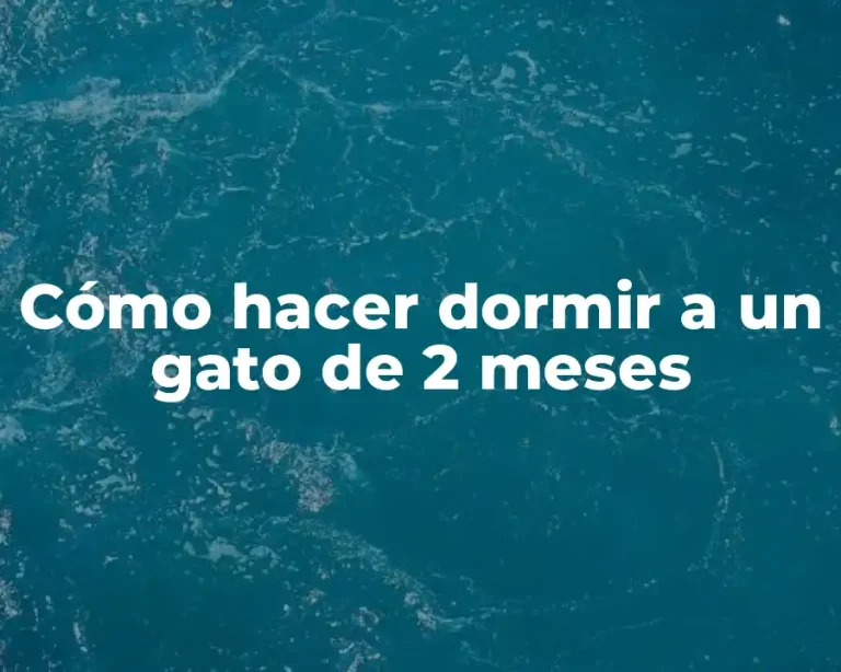 Cómo hacer dormir a un gato de 2 meses