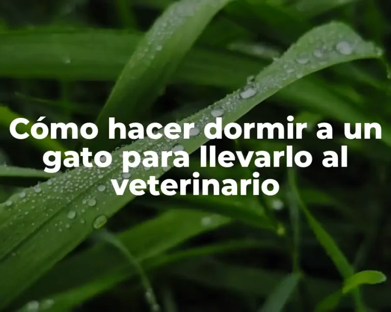 Cómo hacer dormir a un gato para llevarlo al veterinario