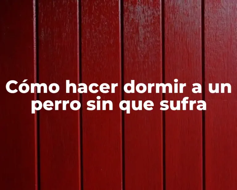 Cómo hacer dormir a un perro sin que sufra