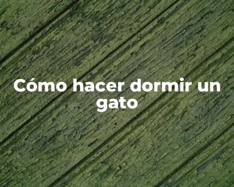 Cómo hacer dormir un gato