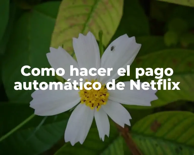 Como hacer el pago automático de Netflix