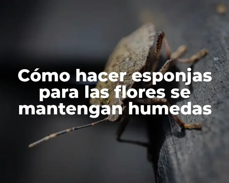 Cómo hacer esponjas para las flores se mantengan humedas
