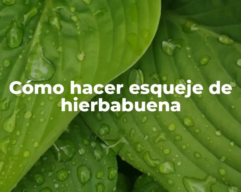 Cómo hacer esqueje de hierbabuena