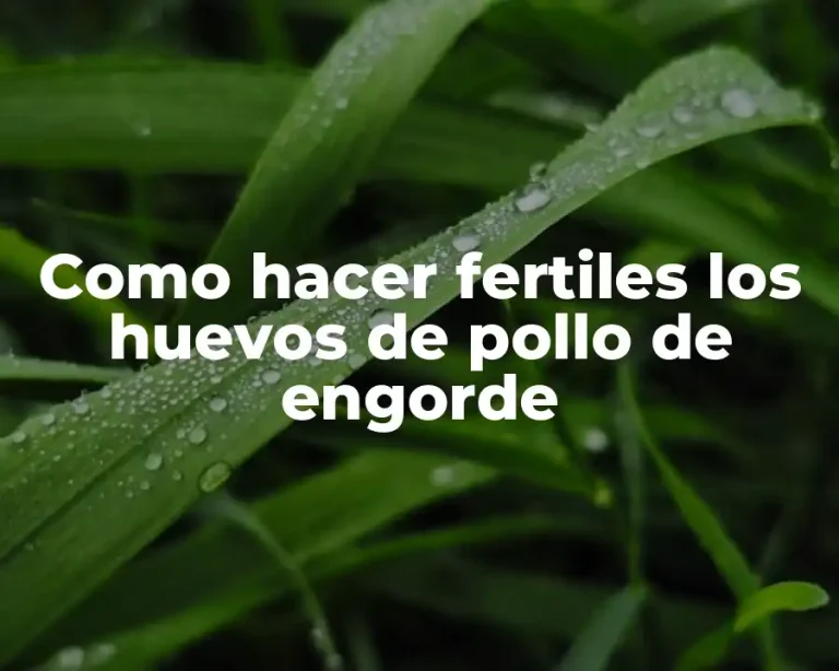 Como hacer fertiles los huevos de pollo de engorde