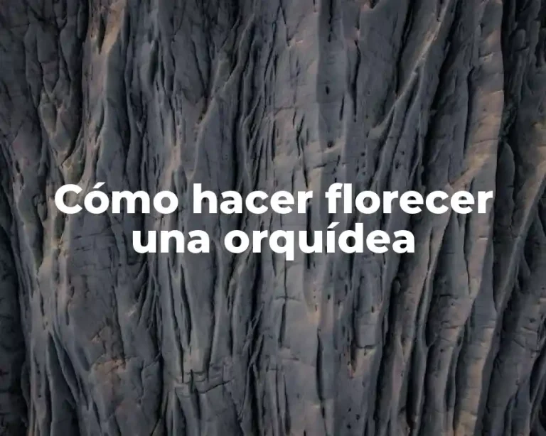 Cómo hacer florecer una orquídea