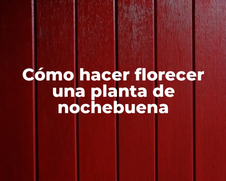 Cómo hacer florecer una planta de nochebuena