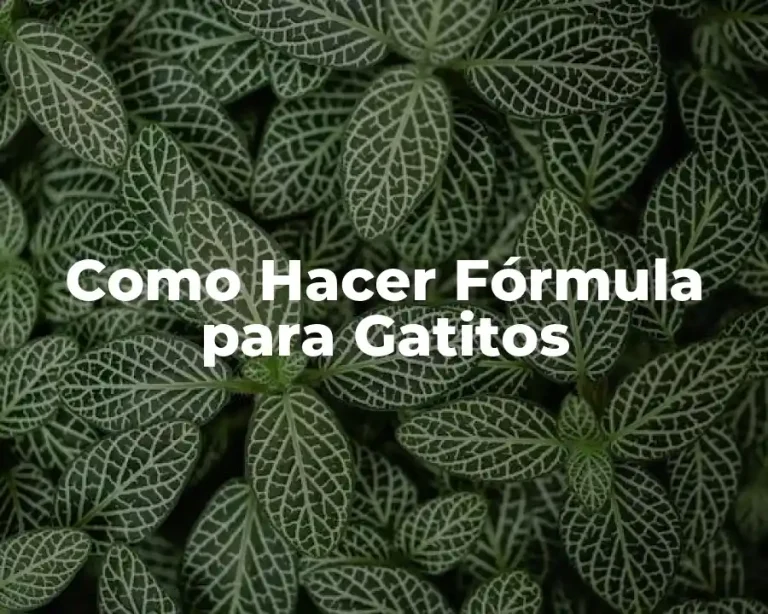 Como Hacer Fórmula para Gatitos