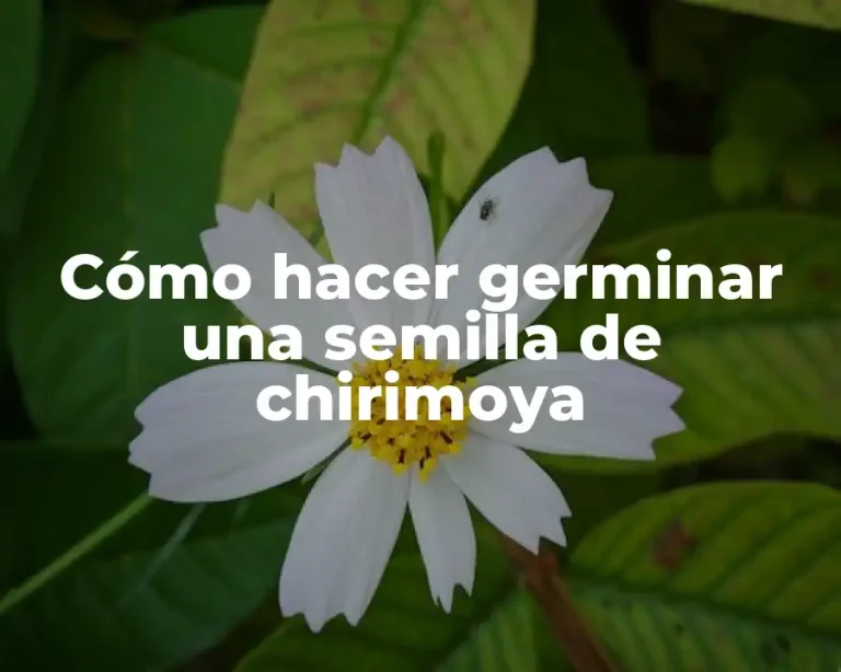 Cómo hacer germinar una semilla de chirimoya
