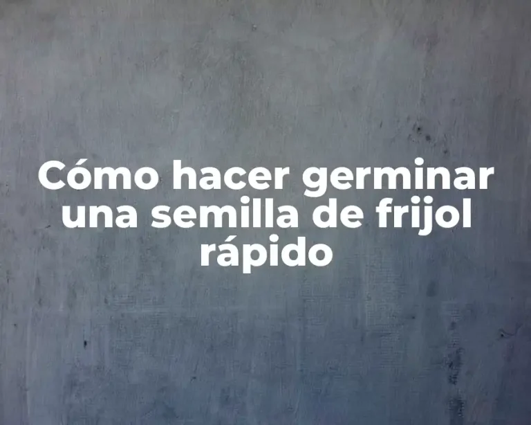 Cómo hacer germinar una semilla de frijol rápido