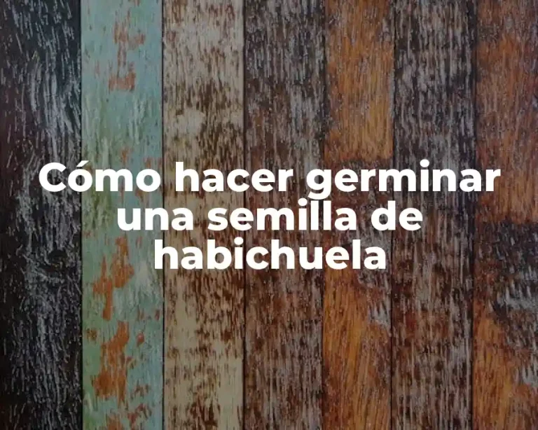 Cómo hacer germinar una semilla de habichuela