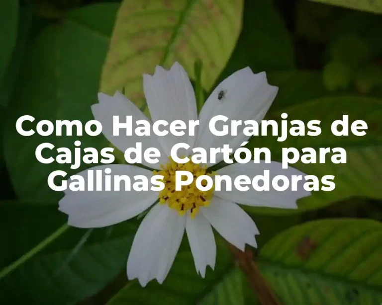 Como Hacer Granjas de Cajas de Cartón para Gallinas Ponedoras