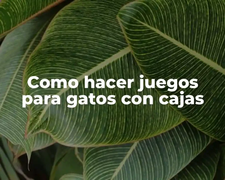 Como hacer juegos para gatos con cajas