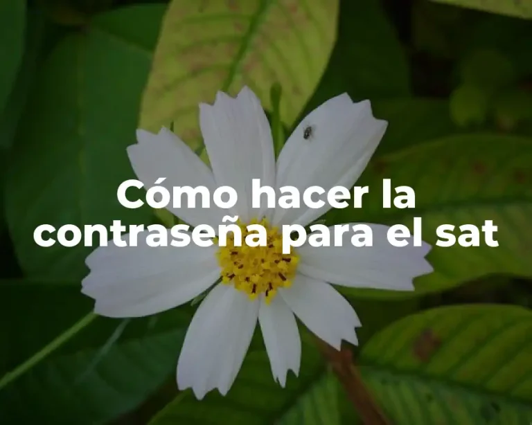 Cómo hacer la contraseña para el sat