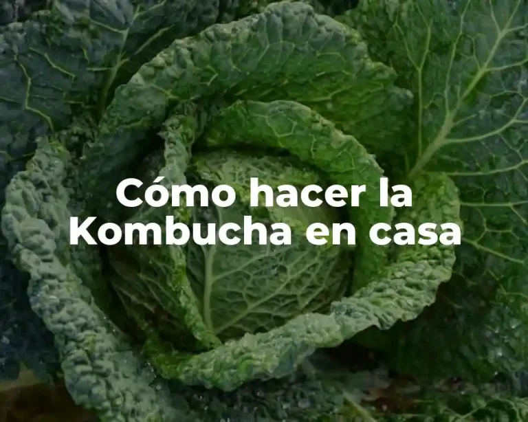Cómo hacer la Kombucha en casa
