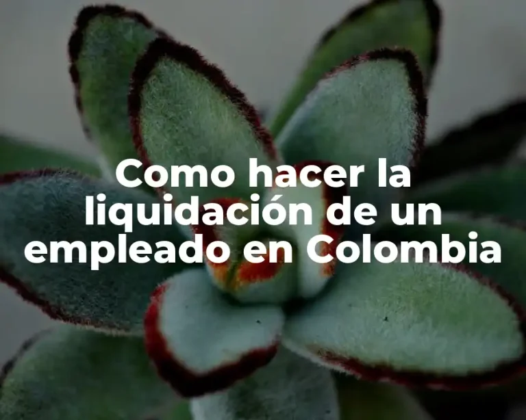 Como hacer la liquidación de un empleado en Colombia