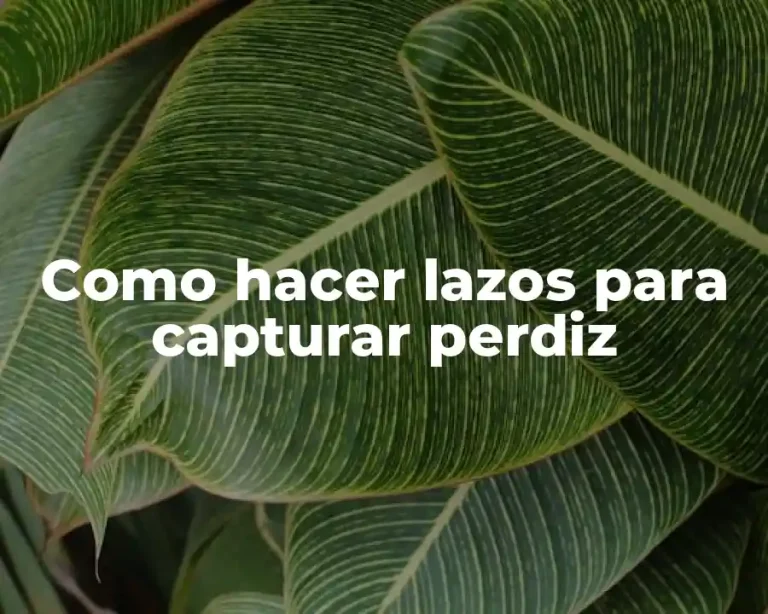 Como hacer lazos para capturar perdiz