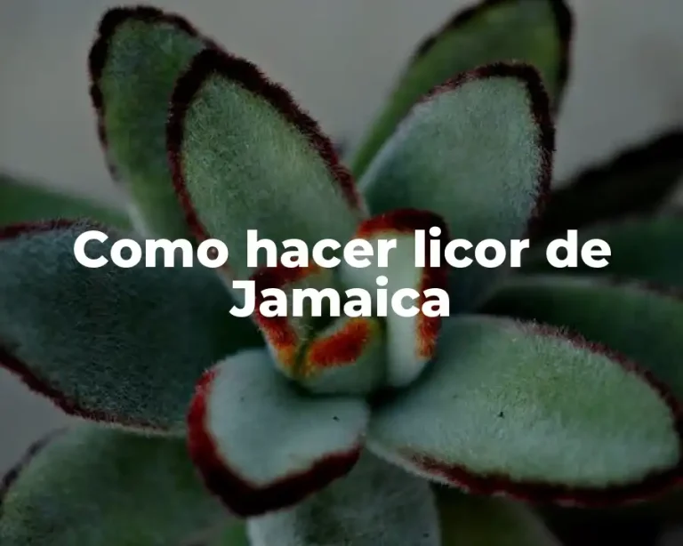 Como hacer licor de Jamaica