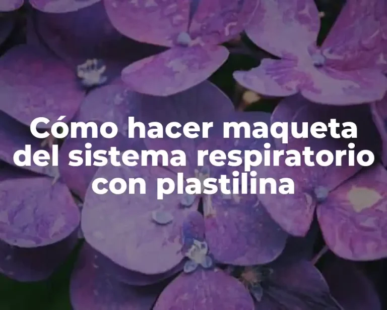 Cómo hacer maqueta del sistema respiratorio con plastilina