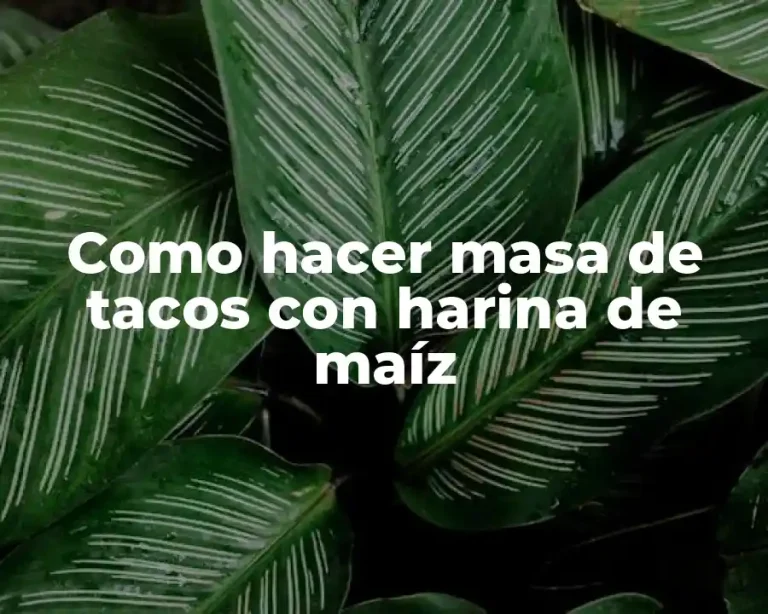 Como hacer masa de tacos con harina de maíz