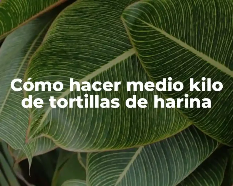 Cómo hacer medio kilo de tortillas de harina