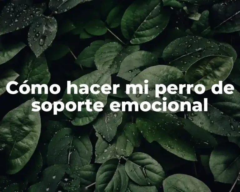 Cómo hacer mi perro de soporte emocional