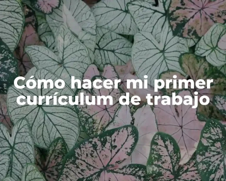 Cómo hacer mi primer currículum de trabajo