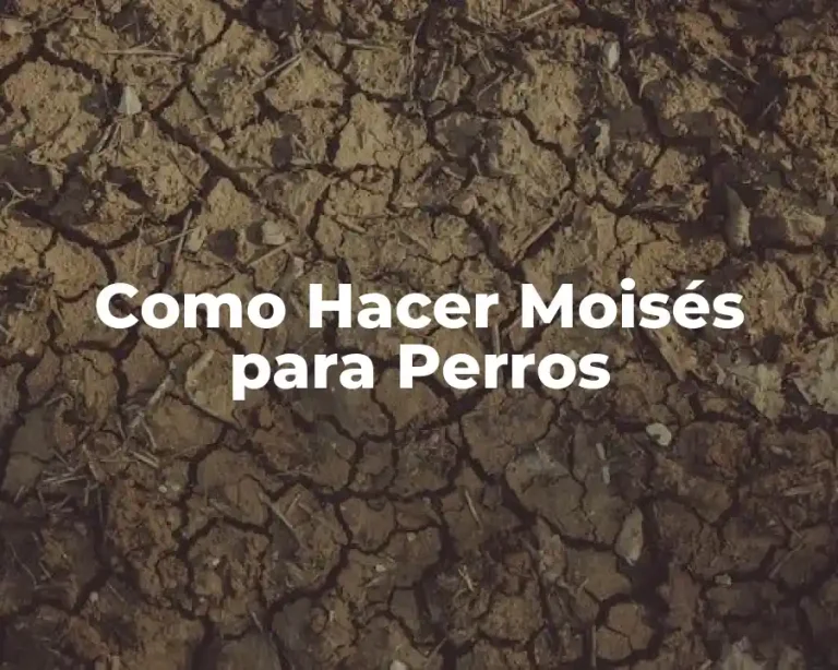 Como Hacer Moisés para Perros