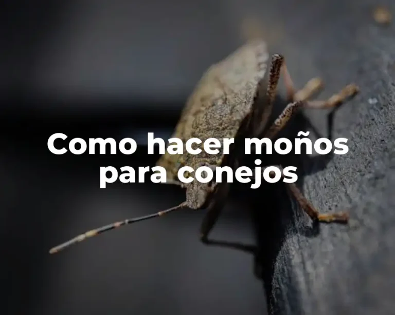 Como hacer moños para conejos