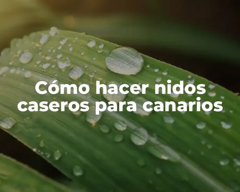 Cómo hacer nidos caseros para canarios