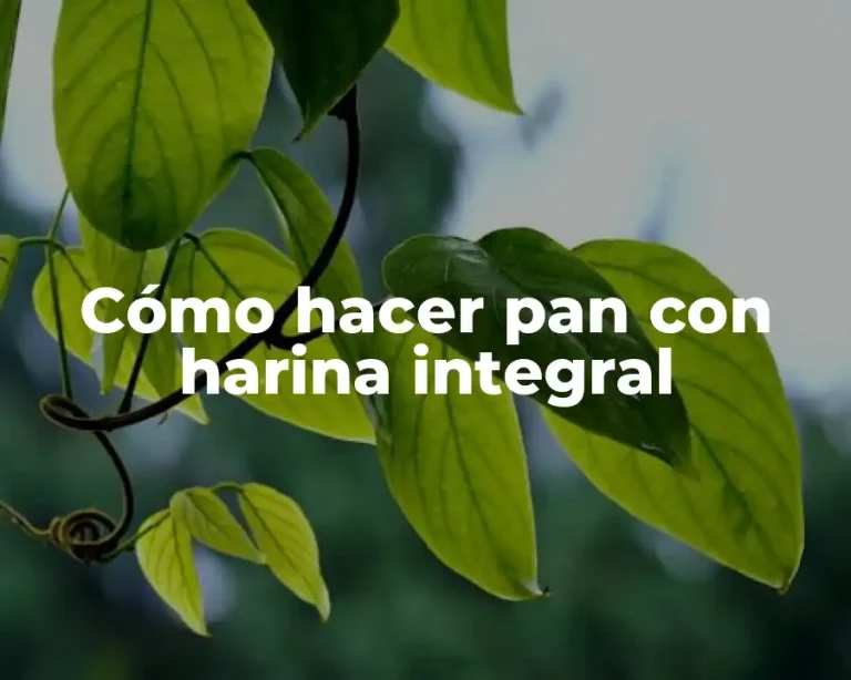 Cómo hacer pan con harina integral
