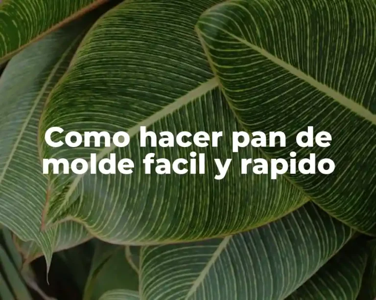 Como hacer pan de molde facil y rapido