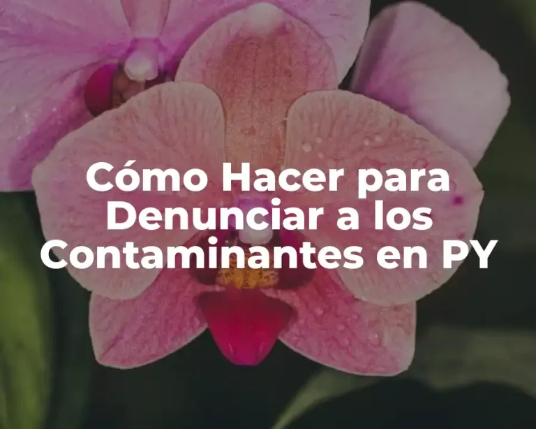 Cómo Hacer para Denunciar a los Contaminantes en PY