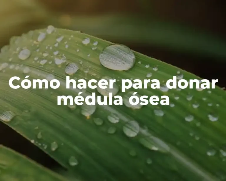 Cómo hacer para donar médula ósea