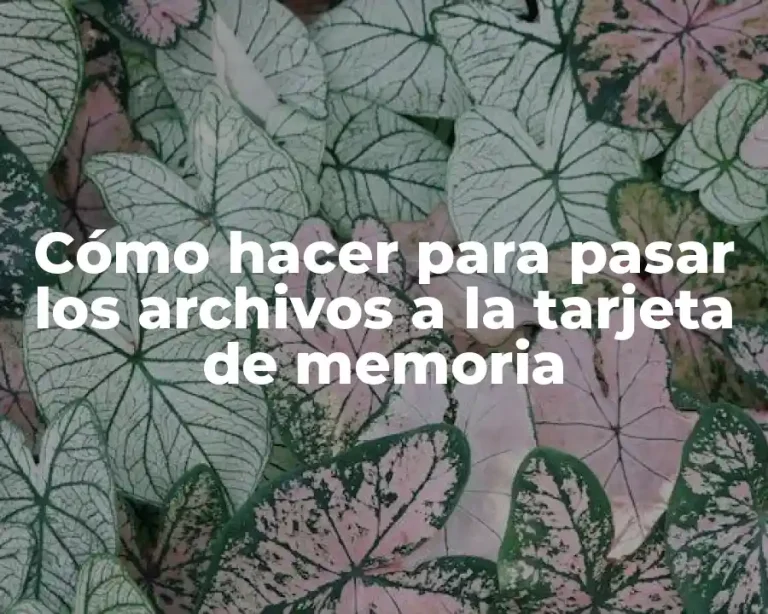 Cómo hacer para pasar los archivos a la tarjeta de memoria