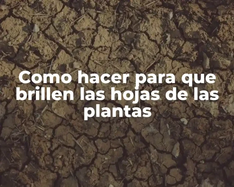 Como hacer para que brillen las hojas de las plantas