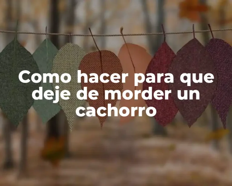 Como hacer para que deje de morder un cachorro